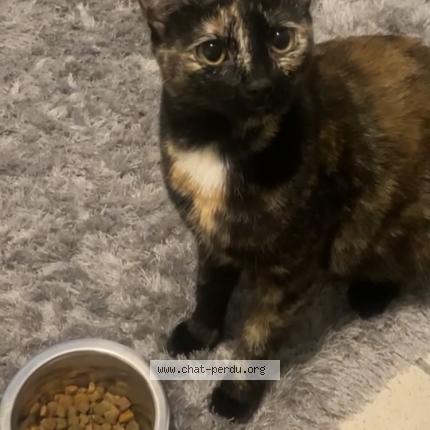 Photo 1/1 Luna Chat lost in Nimes