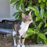 Picture of cat found at Verneuil Sur Seine