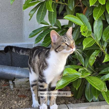 Photo 1/1 Cat reunited Found in Verneuil sur seine