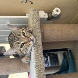 Picture of cat lost at Villepinte