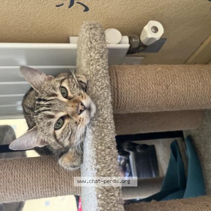 Photo 1/1 Sunset Chat lost in Villepinte