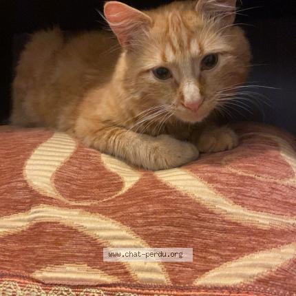 Photo 1/1 Kuby Chat lost in Oyonnax