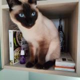 Picture of cat lost at Bazoques