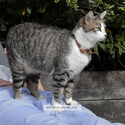 Photo 1/1 Windy Chat lost in Bordeaux