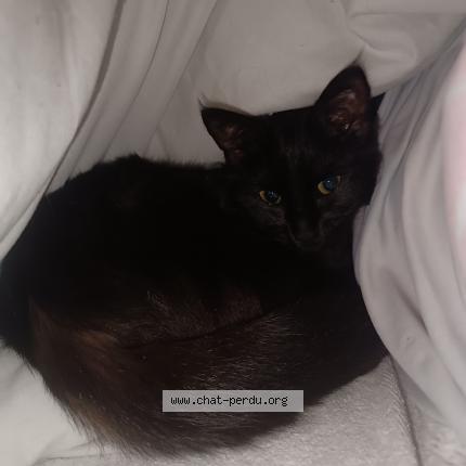 Photo 1/1 Mimi Chat lost in Limoges