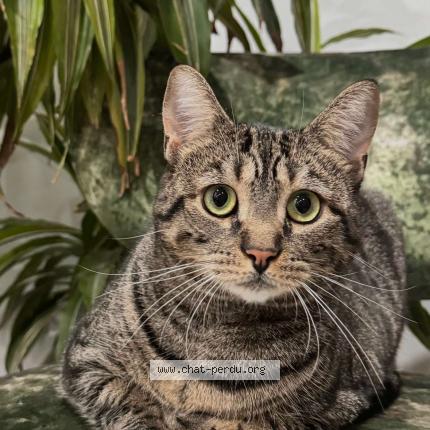 Photo 1/1 SEYLA Chat lost in Lons