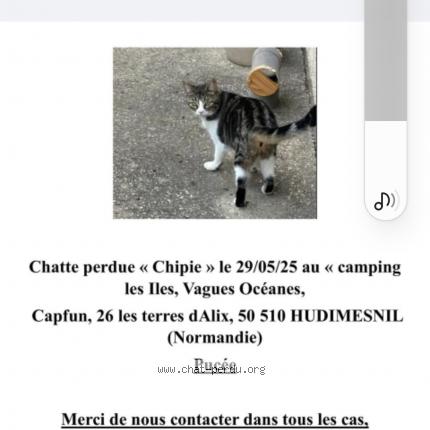 Photo 1/1 Cat reunited Lost in Hudimesnil
