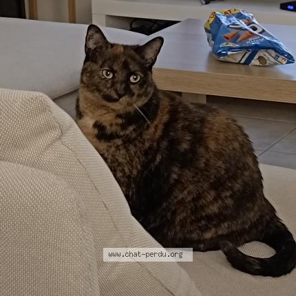 Photo 1/1 Bébou Chat lost in Villecresnes