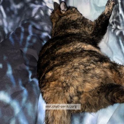 Photo 1/1 Stella Chat lost in Wittenheim