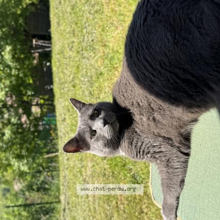 Photo 1/1 Sheldon Chat lost in Bogeve