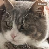 Picture of cat found at Larmor Plage