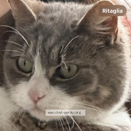 Photo 1/1 Found cat Found in Larmor plage