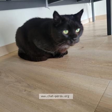 Photo 1/1 Meow Chat lost in Bouaye