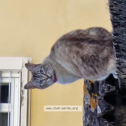 Photo 1/1 Minie Chat lost in Rillieux la pape