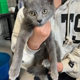 Picture of cat found at Leers