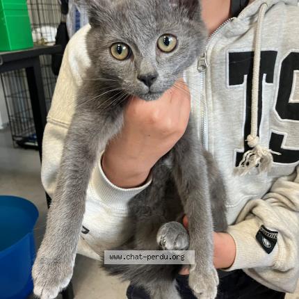 Photo 1/1 Found cat Found in Leers