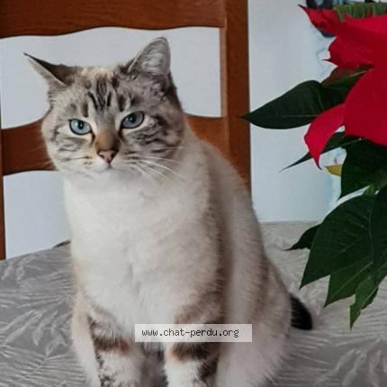 Photo 1/1 Hermione Chat lost in Trange