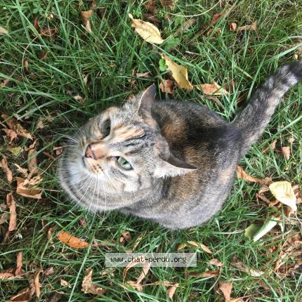 Photo 1/1 RADJA Chat lost in Vouneuil sur vienne