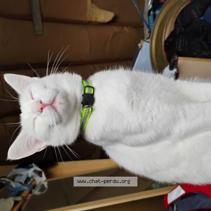 Photo 1/1 Eva Benard Chat lost in Sizun