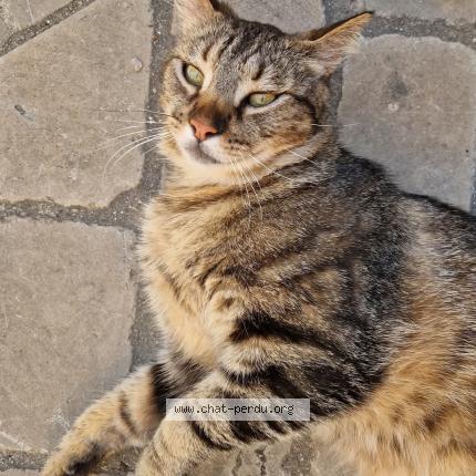 Photo 1/1 Razmo Chat lost in Mailhac