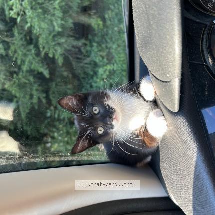 Photo 1/1 Wasabie Chat lost in Rioz