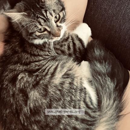 Photo 1/1 Monty Chat lost in Saleix auzat