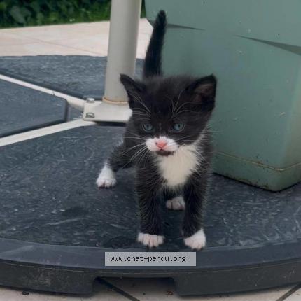 Photo 1/1 Figaro Chat lost in Jurancon