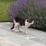 Picture of cat found at Brunoy