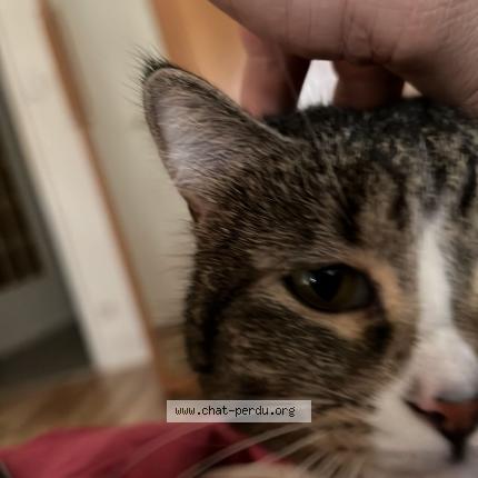 Photo 1/1 Zelda Chat lost in Lyon