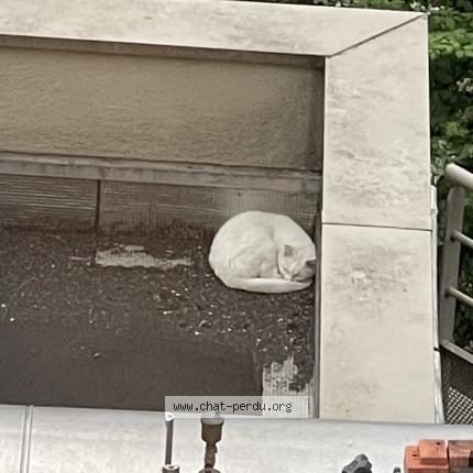 Photo 1/1 Found cat Found in Macon