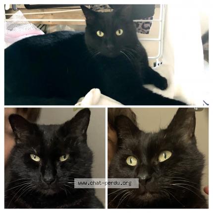 Photo 1/1 Kawet Chat lost in Mirabel