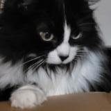 Picture of cat lost at Villeneuve Les Beziers 34420