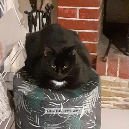 Photo 1/1 Lili Chat lost in Ambrieres les vallees