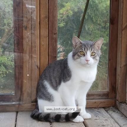 Photo 1/1 Bernie Chat lost in Fergus