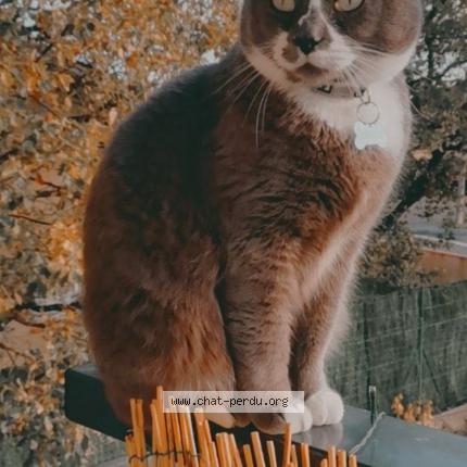 Photo 1/1 Gribouille Chat lost in Villeneuve tolosane