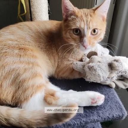 Photo 1/1 Loulou Chat lost in Graces