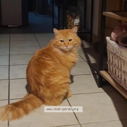 Photo 1/1 Noisette Chat lost in Vecquemont