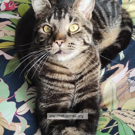 Photo 1/1 Urkan Chat lost in L union