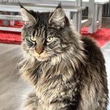 Picture of cat lost at Beligneux