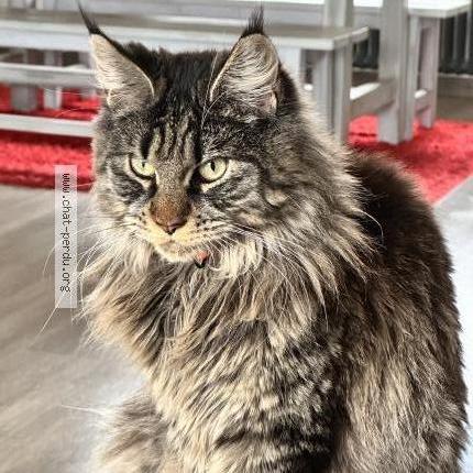 Photo 1/1 jade Chat lost in Beligneux