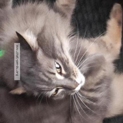 Photo 1/2 Cat reunited Lost in Rennes