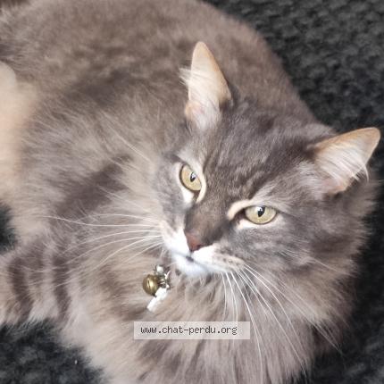 Photo 2/2 Cat reunited Lost in Rennes