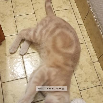 Photo 1/1 Va&iuml;ana Chat lost in Josselin