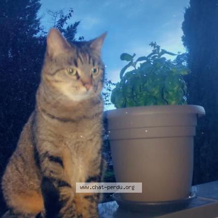 Photo 1/2 Nala Chat lost in Ecully 69130