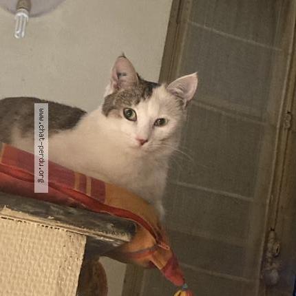 Photo 1/1 Nexus Chat lost in Carcassonne