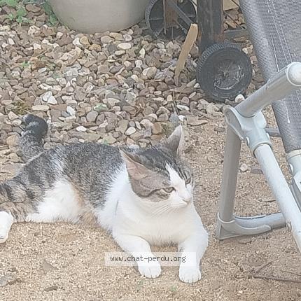 Photo 1/1 Tacos Chat lost in Auxonne