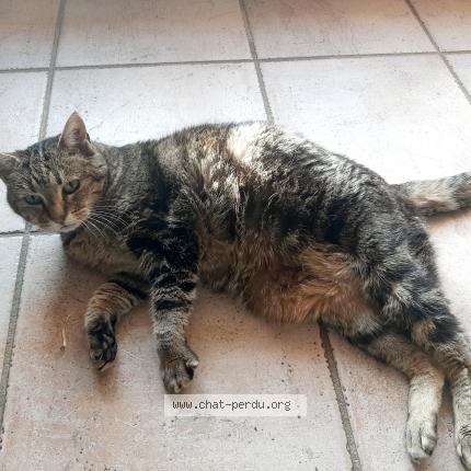 Photo 1/1 Cannelle Chat lost in La bouilladisse