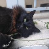 Picture of cat found at Marseille