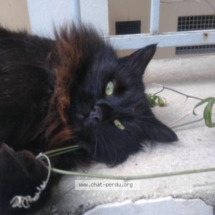 Photo 1/1 Found cat Found in Marseille