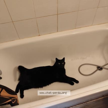 Photo 1/1 Bibou Chat lost in Passy 74190